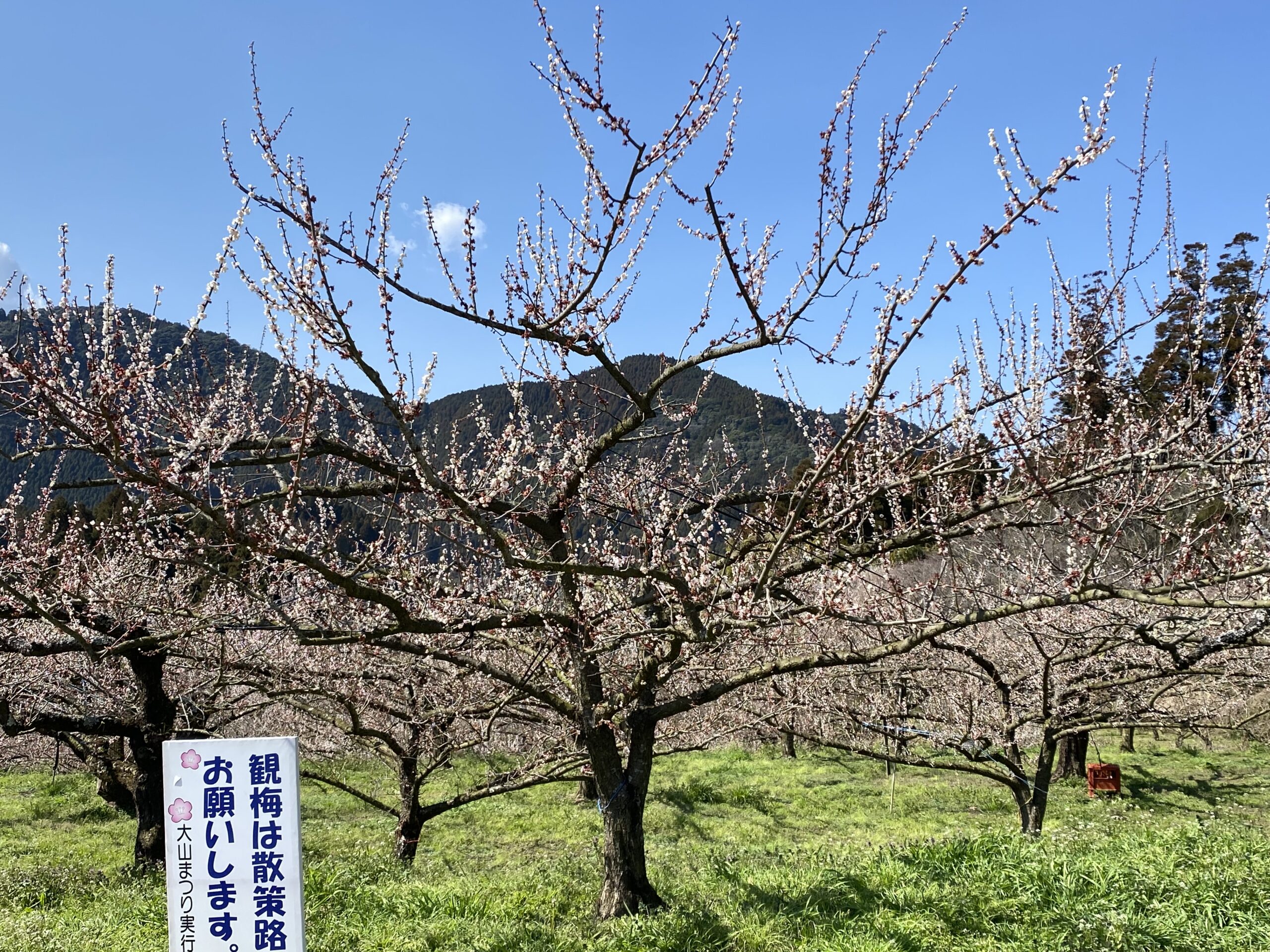 梅とすももの開花状況 3月8日 | 大分大山町農業協同組合